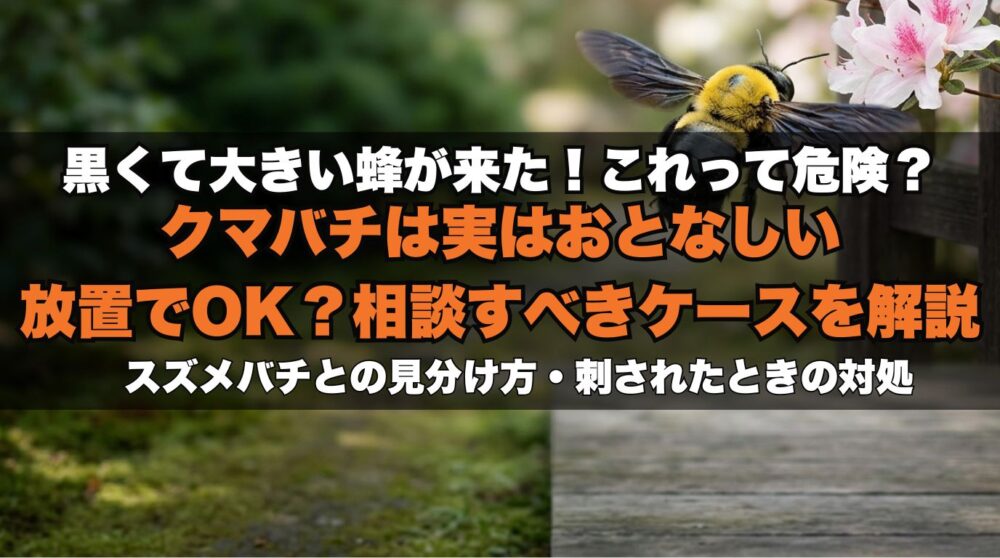 クマバチは危険？黒くて大きい蜂は刺す？放置していい場合・相談すべきケースを解説