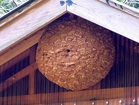 夏のピークの大きな巣(イメージ)