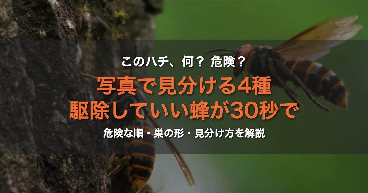 蜂の種類は写真で見分ける｜危険な順・巣の形・駆除していい蜂が30秒で分かる