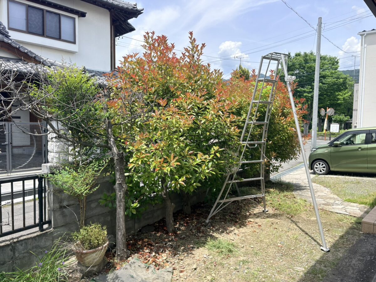 剪定前のレッドロビンの生垣（伸びてこんもりした状態）