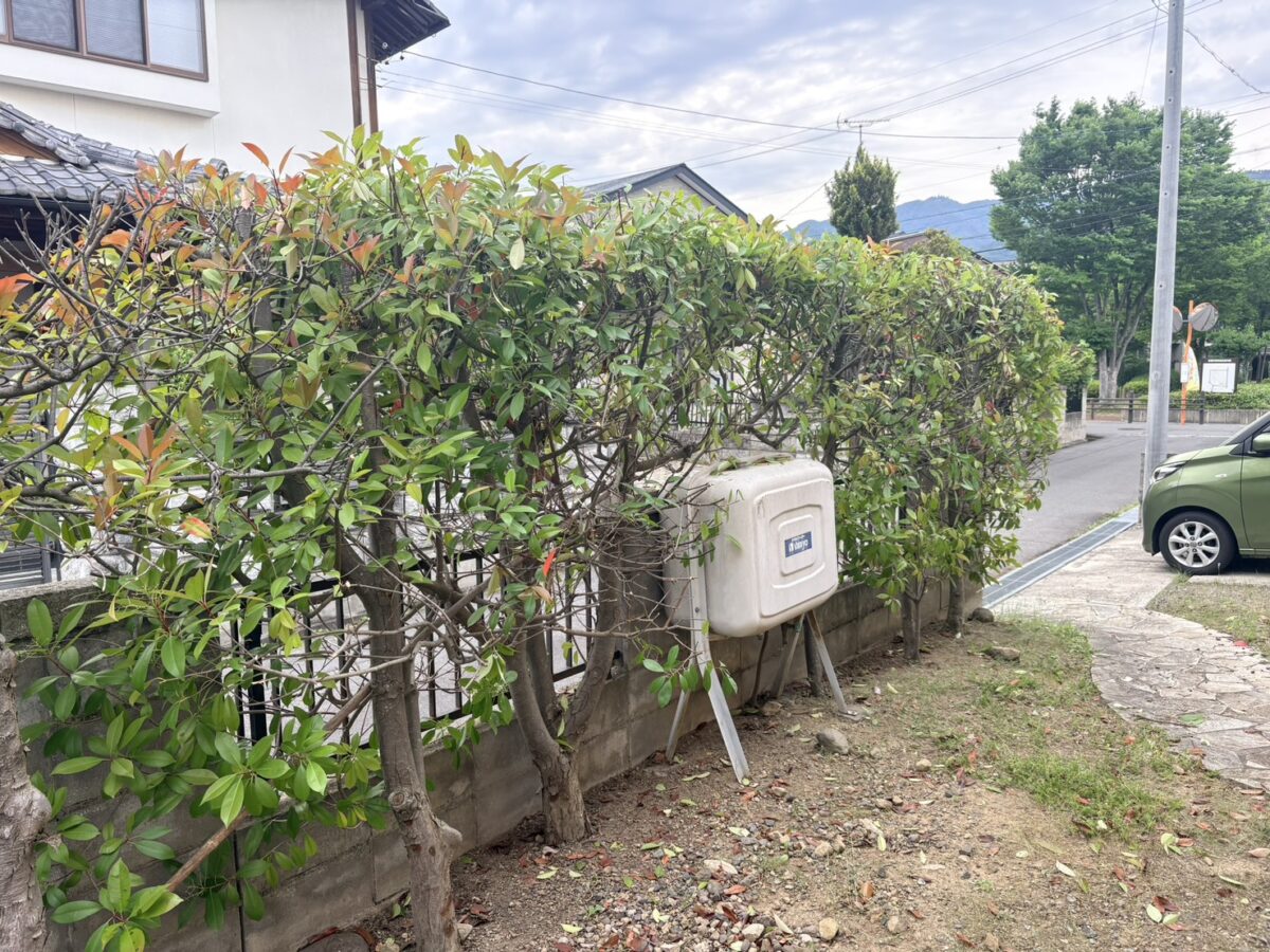 剪定後のレッドロビンの生垣（刈り込んで整った状態）