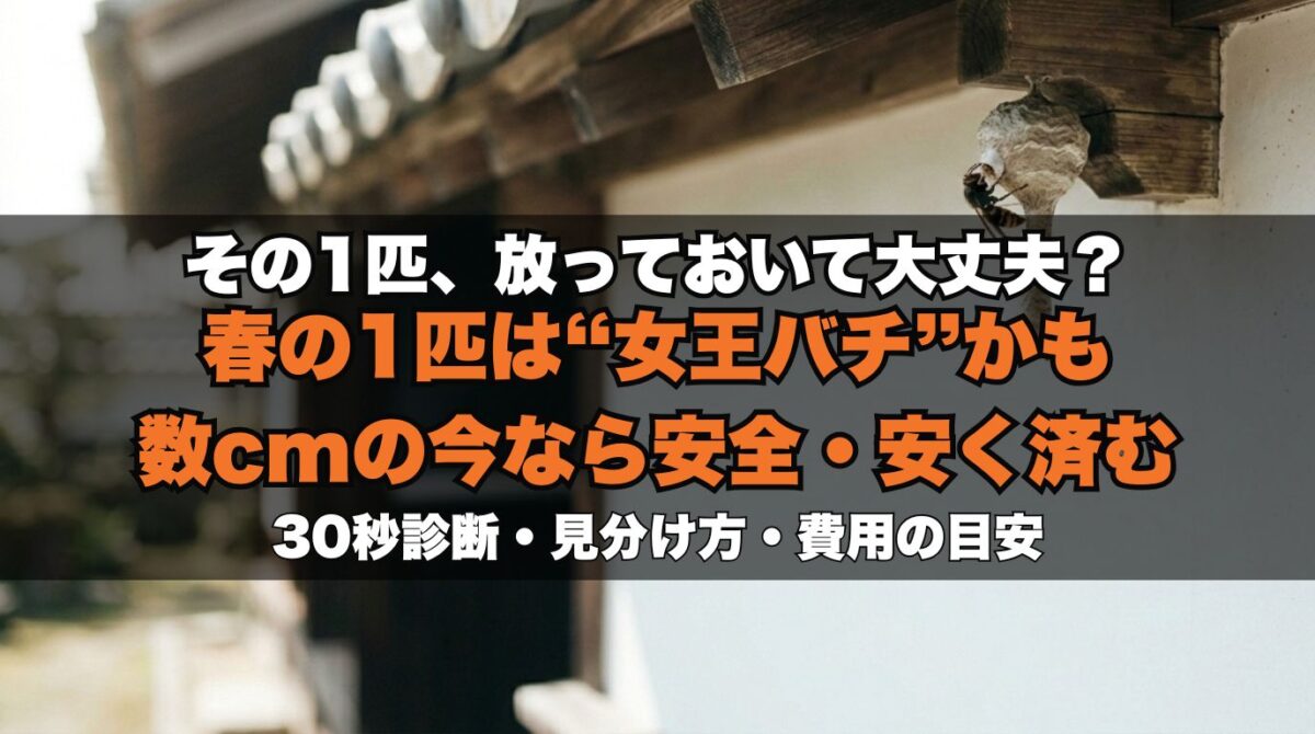 家の周りで蜂が1匹・小さい巣を見つけたら？今が一番安全・安く対処できる初期サイン