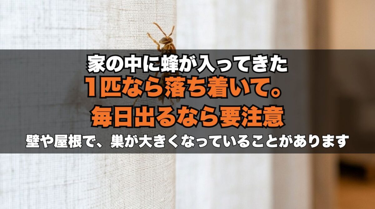 家の中に蜂が入ってきた｜今飛んでいる・もういない・毎日出るで対処が全然違います