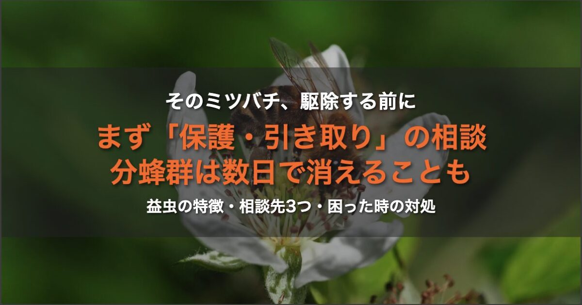 ミツバチは駆除しないで｜分蜂群の見分け方と保護・引き取り相談先