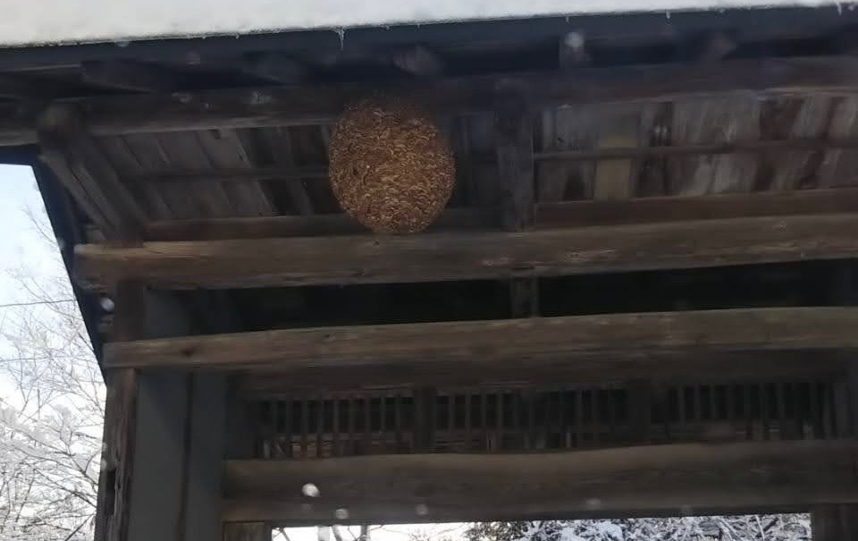 軒下に大きく育ったスズメバチの巣
