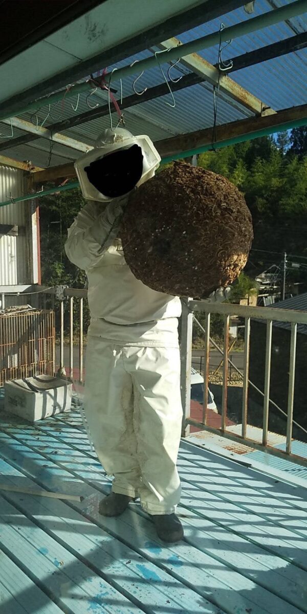 放置されて大きく育ったスズメバチの巣
