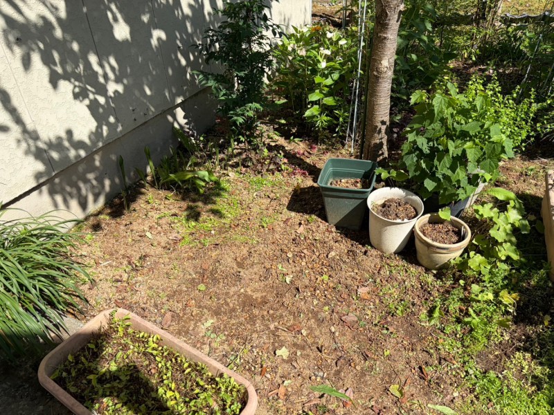 新潟 庭 草むしり後（壁際）