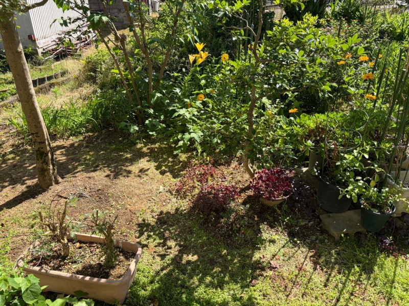 新潟 庭 草むしり後（中央）