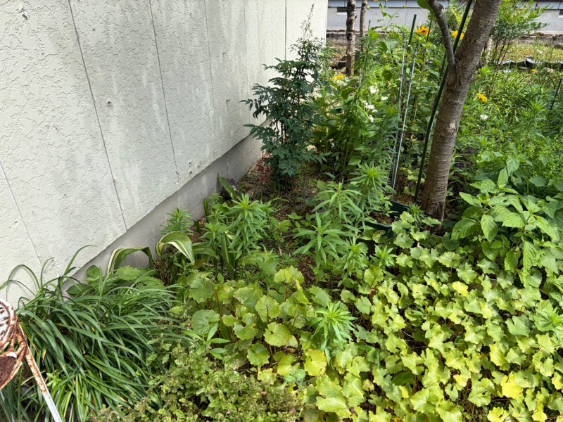 新潟 庭 草むしり前（壁際）