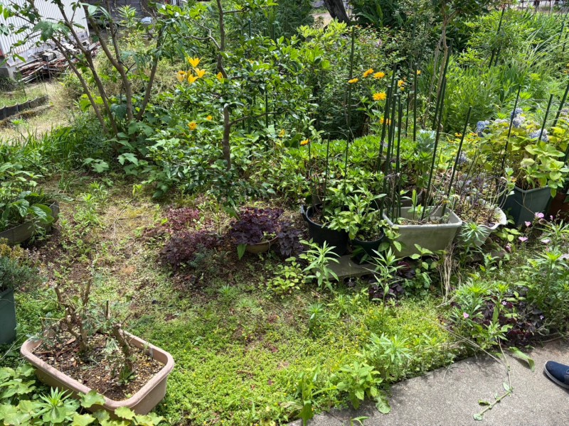 新潟 庭 草むしり前（中央）