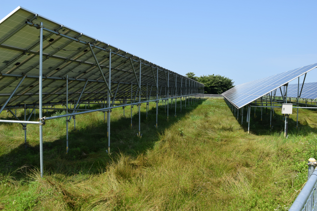 雑草が伸びた野立て太陽光発電所(パネルの畝間に雑草が繁茂している様子)
