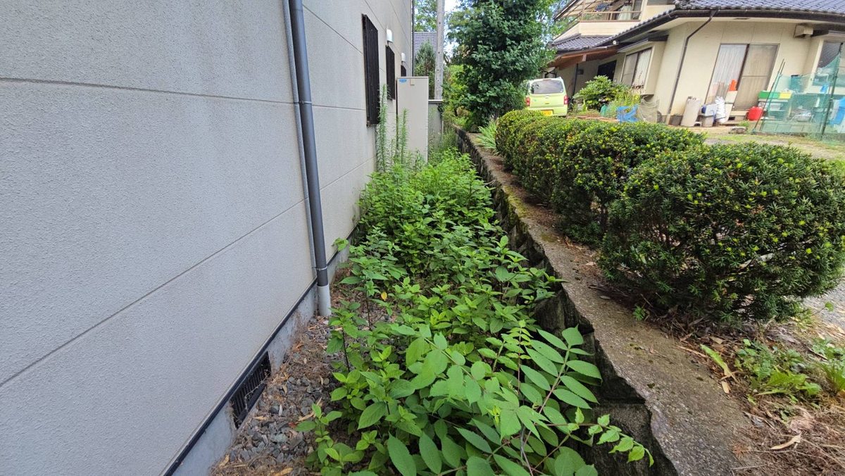 長野県飯田市 法面沿いの通路の除草前の状態