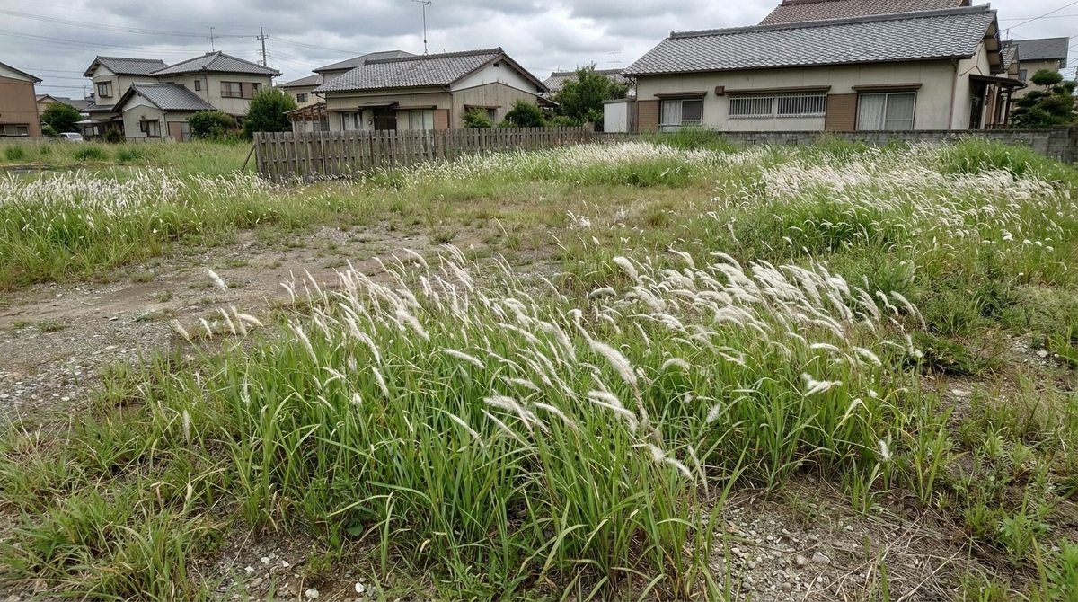 庭や空き地に広がるチガヤ(地下茎で増える雑草)