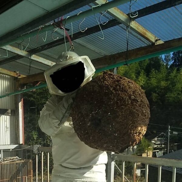 撤去したスズメバチの巣を持つスタッフ