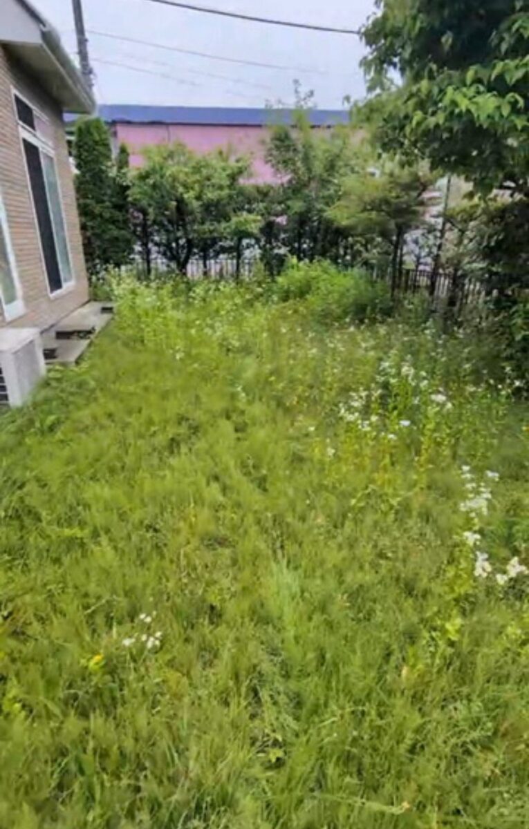 八戸市の庭の草刈り前：庭全体が膝から腰の高さの雑草におおわれ、白い花をつけた草も点在する状態