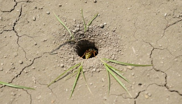 地面の穴から蜂が出入りしている様子