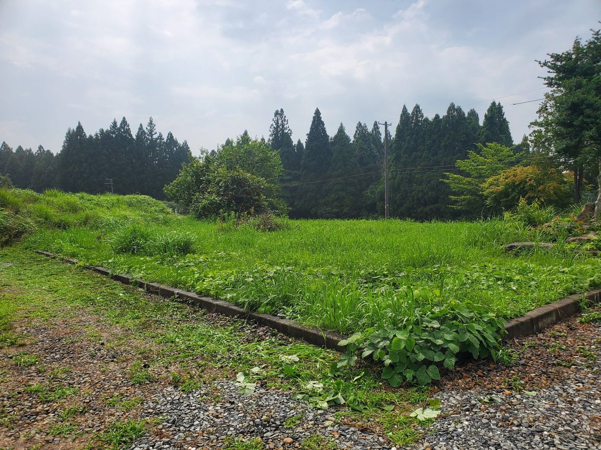 広い敷地の草刈り前：奥の区画に腰丈まで雑草が茂った状態