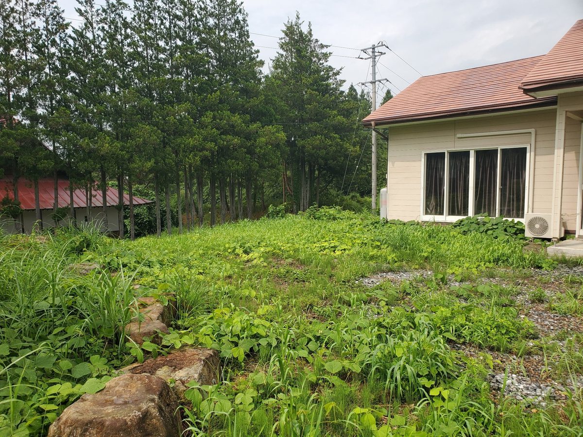 一軒家の裏手の草刈り前：建物際まで雑草とつる性植物が伸びた状態