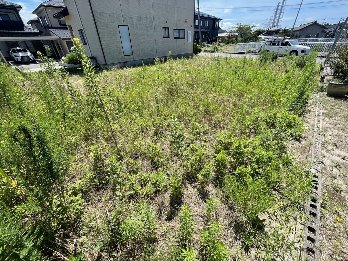 住宅地の空き地の草刈り前：区画全面に胸の高さまで雑草が密生した状態
