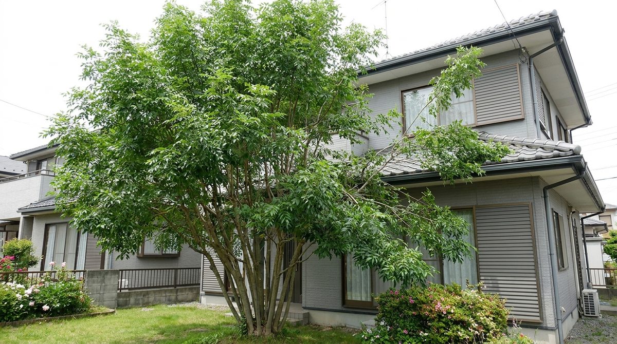 株立ちのシマトネリコが屋根に迫るほど大きく伸びた住宅の庭のイメージ