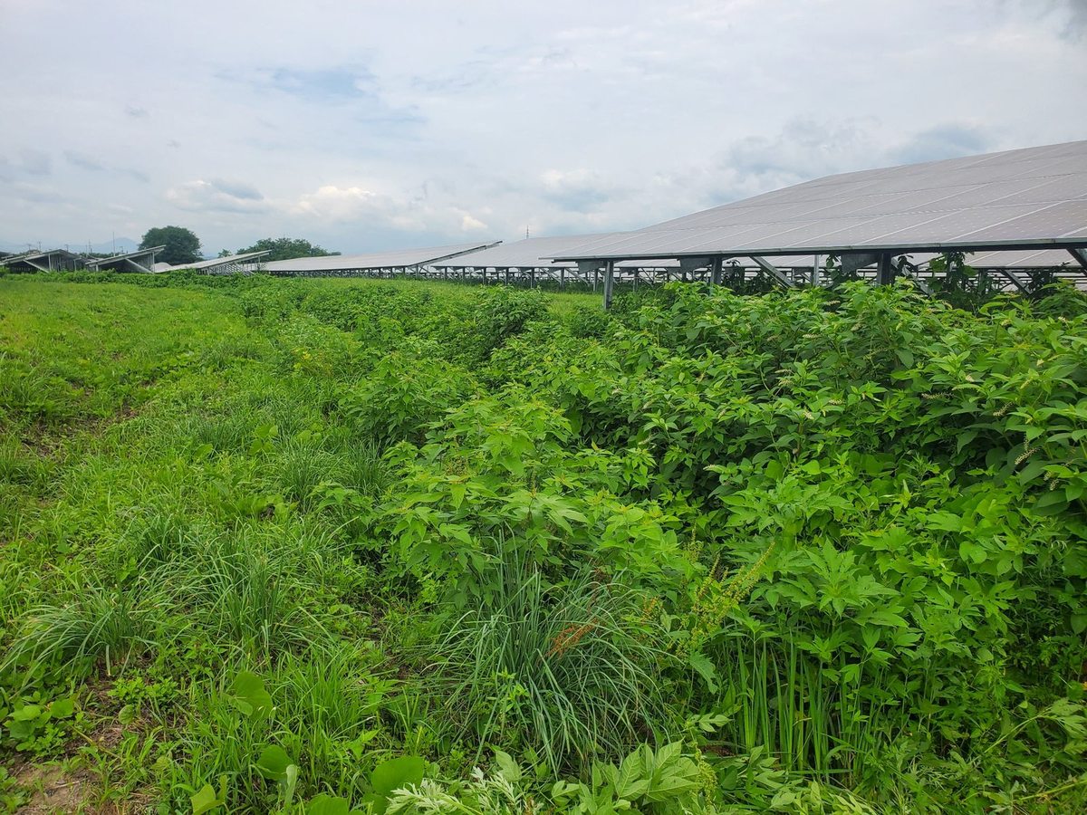 太陽光発電所の除草前：ソーラーパネルの架台まで雑草とつる性植物が伸びた状態