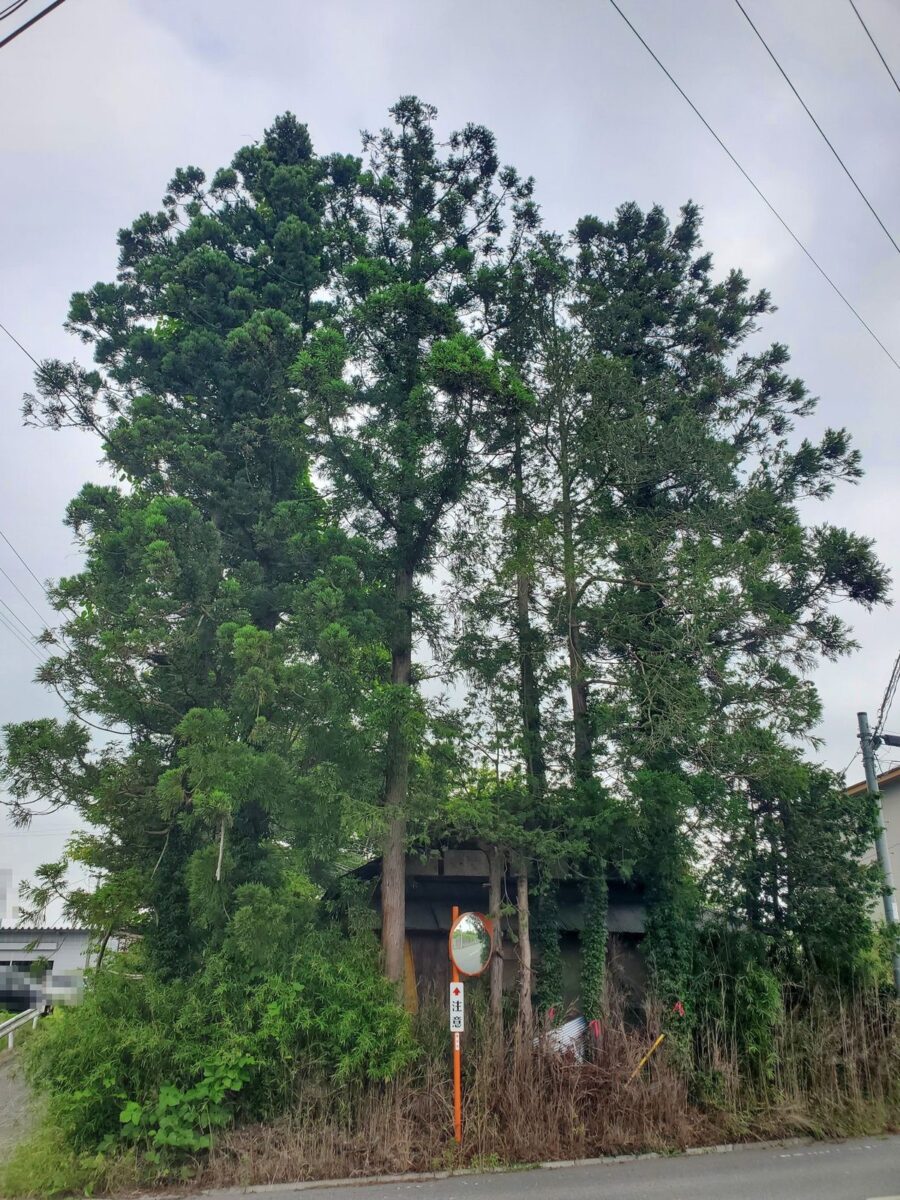 伐採前の高木：道路沿いの杉が電線を越える高さまで育ち建物の屋根を覆っている状態