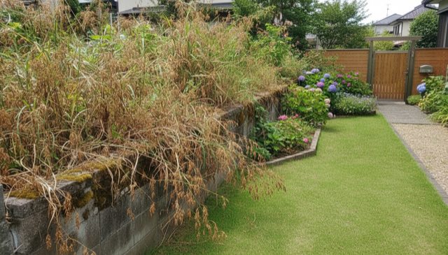 隣地の境界の塀を越えて茂った雑草