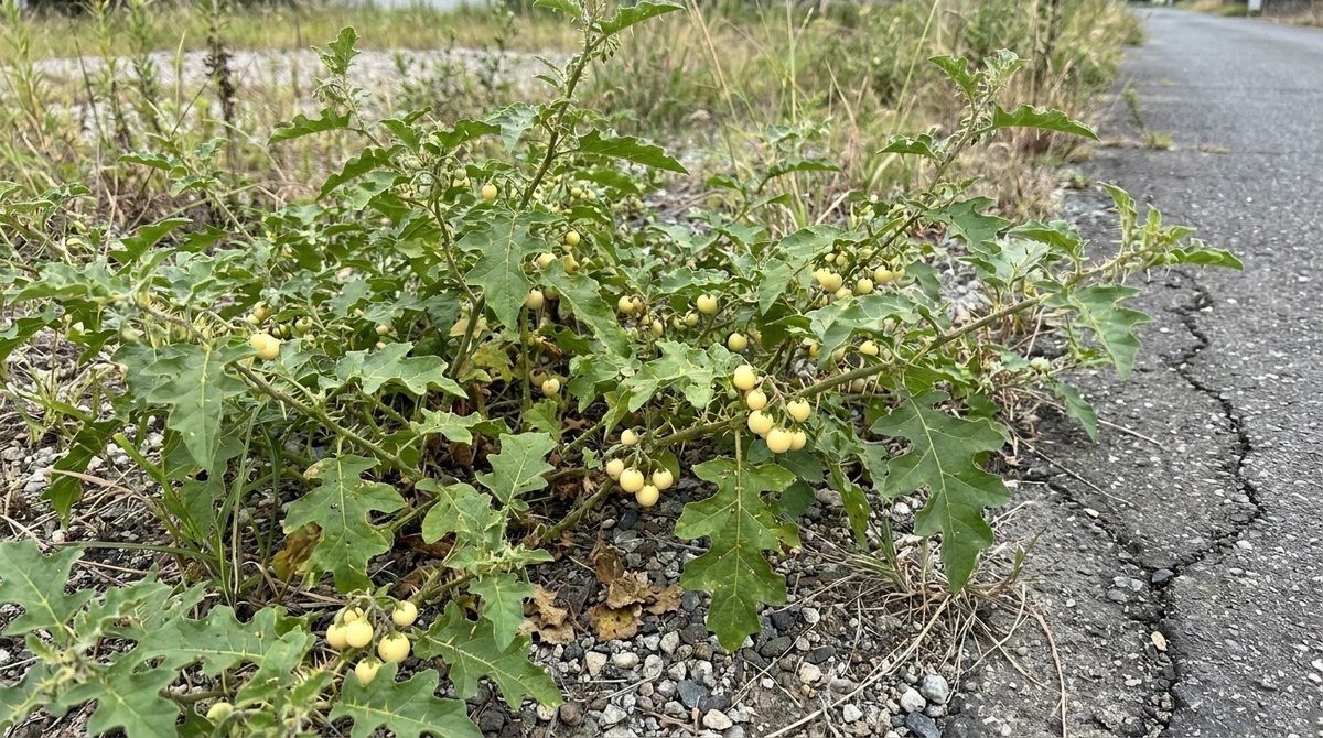 鋭いトゲが特徴のワルナスビ(イメージ)