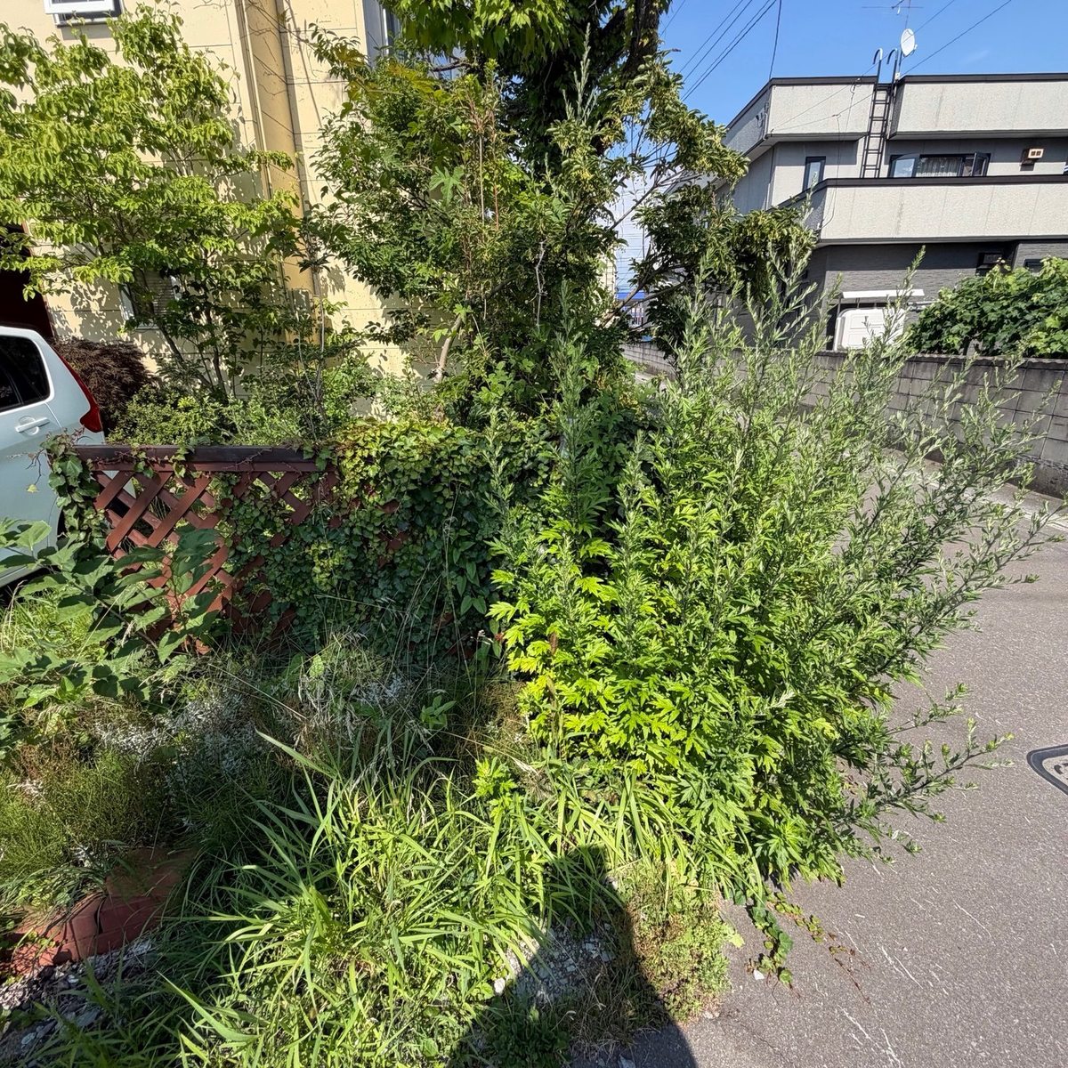 青森市の庭の草刈り前:木製トレリスフェンス沿いに丈の高い雑草や低木が茂りフェンスが見えない状態