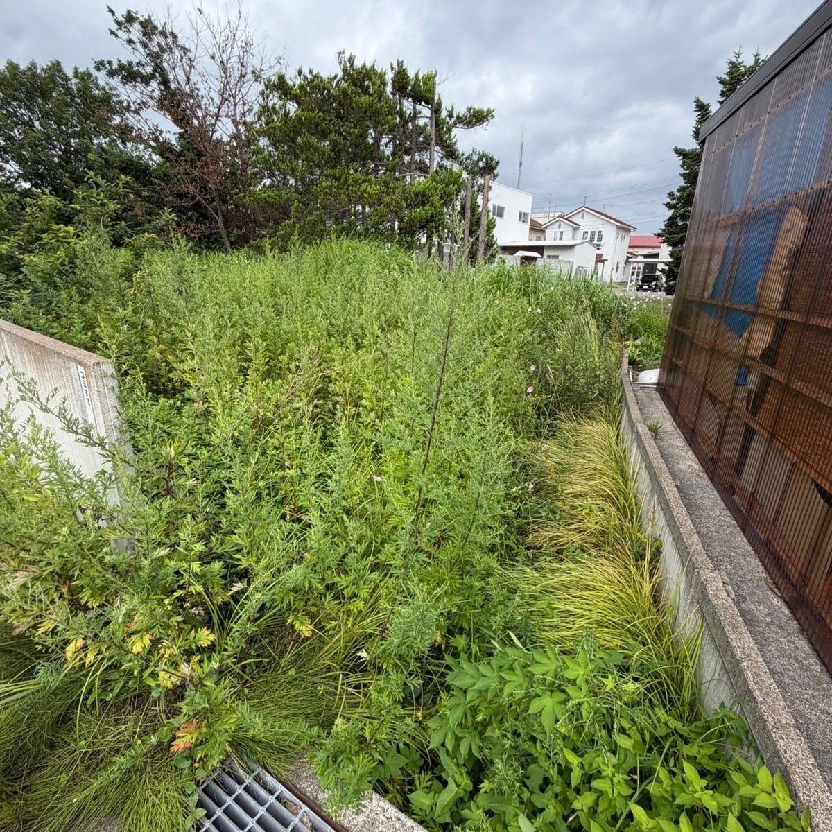 青森市の庭の草刈り前:法面の植栽帯に雑草が茂る状態