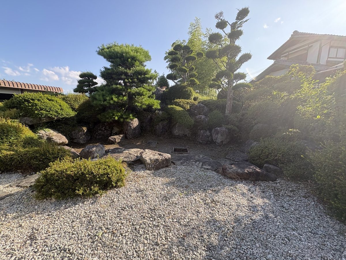 松本市梓川の庭園除草後：雑草が除去され景石の配置と雲仕立ての松がはっきり見える状態