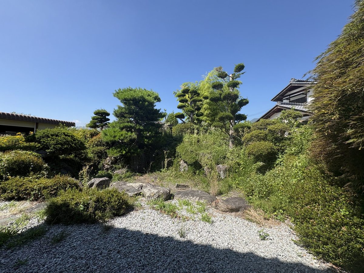 松本市梓川の庭園除草前：岩組みの景石や雲仕立ての松の足元に雑草が茂り造形が見えにくい状態