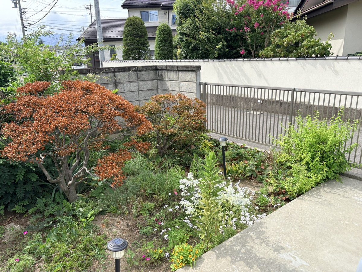 長野市の庭の草むしり前:低木のコーナーの足元に雑草が伸びた状態
