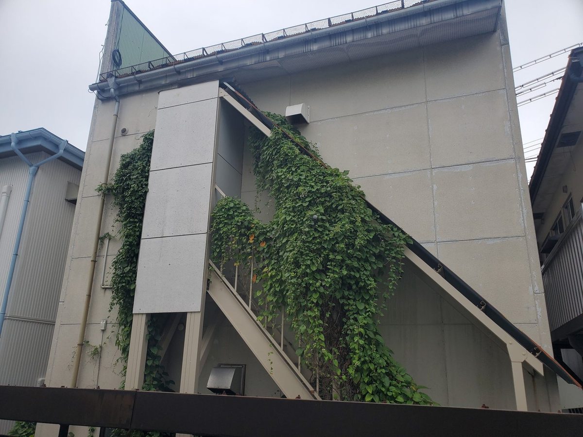 北上市の建物裏ツタ除去前:外階段の手すりから壁面にかけてツタが広範囲に茂る状態