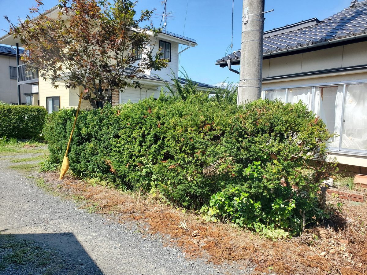 遠野市の敷地境界の伐採前:生垣が大きく育ち隣家との境界を覆っている状態