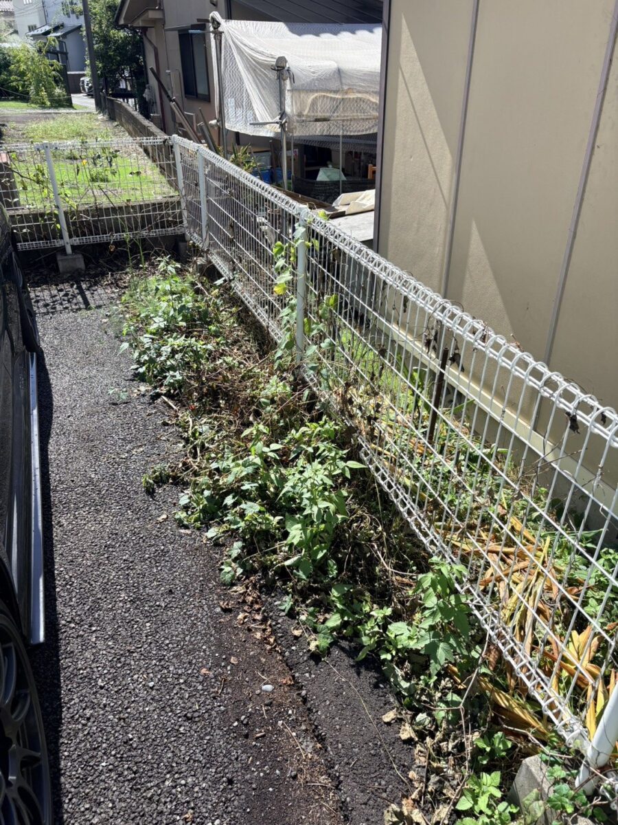 上田市のアパート駐車場の草むしり前：フェンスにツル性の雑草が絡みついた状態