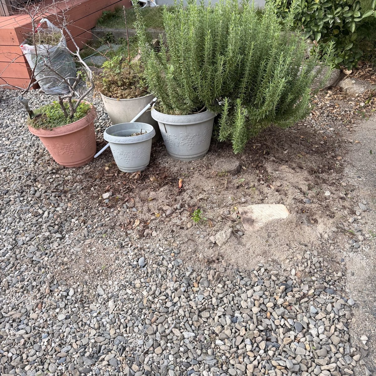 福岡市南区の庭の除草後：鉢植えのまわりがすっきり片付いた状態