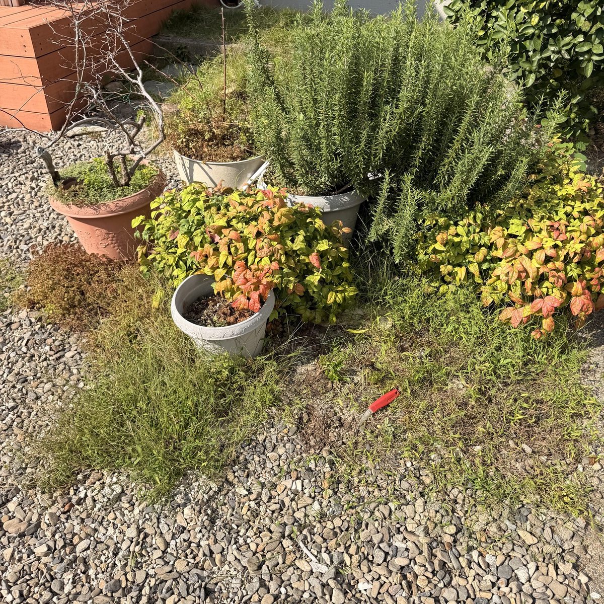 福岡市南区の庭の除草前：鉢植えのまわりに雑草が茂った状態