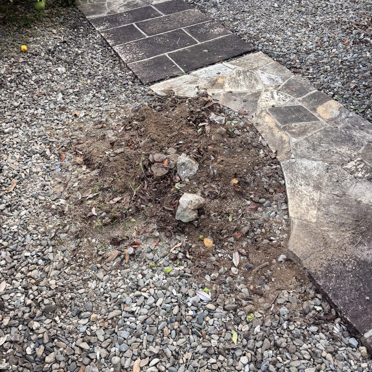 福岡市南区の庭木撤去後：低木を根から掘り上げて撤去した状態